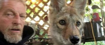 Iowa Man Has Pet Coyote Fights to Keep it for Emotional Support