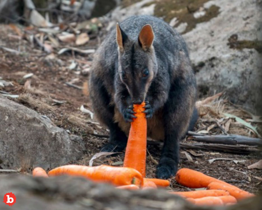 New South Wales Air Drops Carrots and Sweet Potatoes to Starving Animals