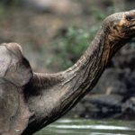 Galápagos Tortoise Thought to Be Extinct Are Still Around