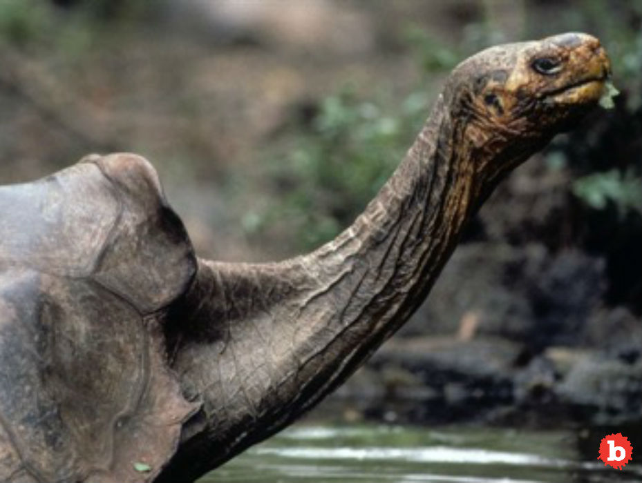 Galápagos Tortoise Thought to Be Extinct Are Still Around