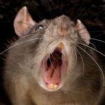 Rat Bites New York Man’s Penis in Jail, Now It’s Ratfukked