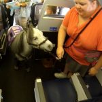 Woman Takes My Little Pony Support Animal On Domestic Flight