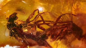 Flies Humping for 41 Million Years in Pornographic Amber