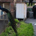 Clever Boston Cop Plays Mating Call to Lure Escaped Peacock