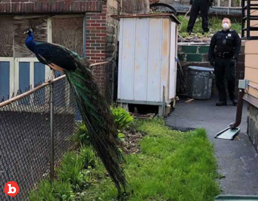Clever Boston Cop Plays Mating Call to Lure Escaped Peacock