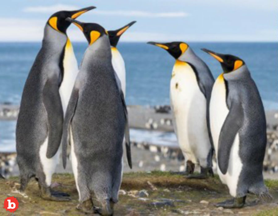 Crazy! Penguin Poo is Chock Full of Laughing Gas