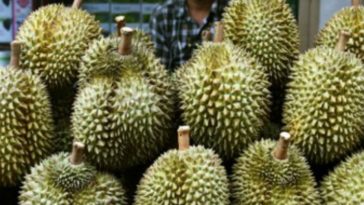 Durian Fruit Strikes Again, Evacuating Post Office in Bavaria