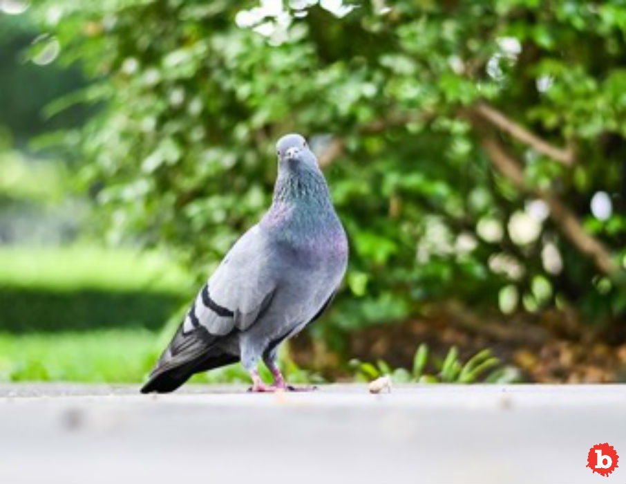 India Catches Supposed Spy Pigeon From Pakistan