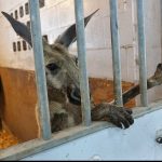 Florida Cops Catch Escaped Kangaroo On the Loose in Fort Lauderdale