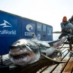 Great White Sharks in New York & New Jersey Waters, More to Come