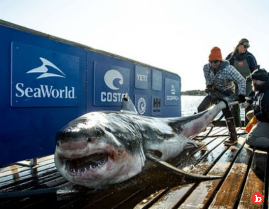 Great White Sharks in New York & New Jersey Waters, More to Come