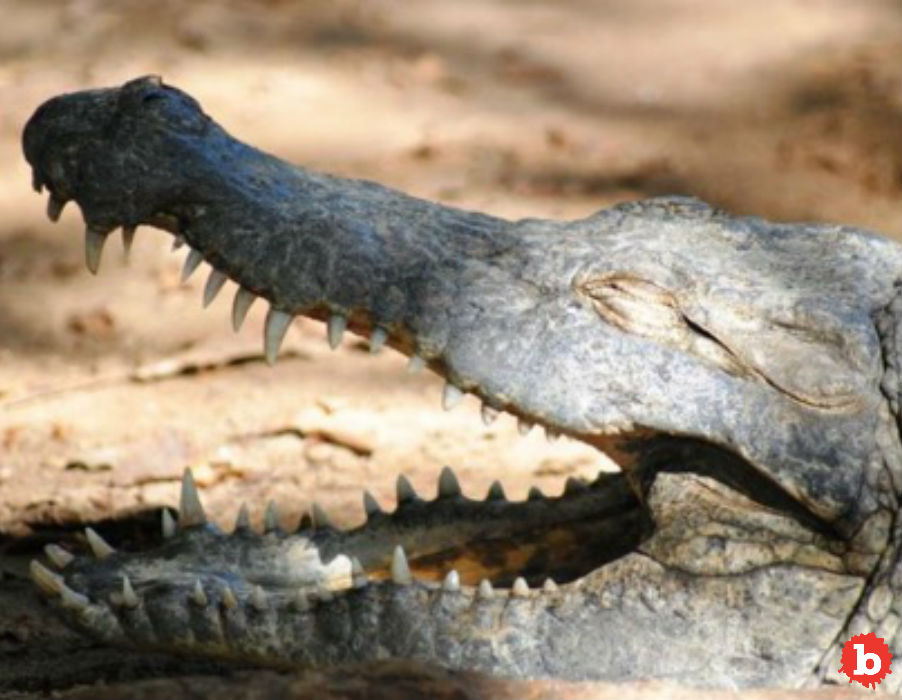 Meet Big Daddy The Murderous Croc Reformed by Marriage
