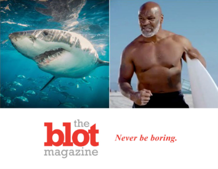 Terrified Mike Tyson Puts Shark to Sleep, Tickling Its Nose