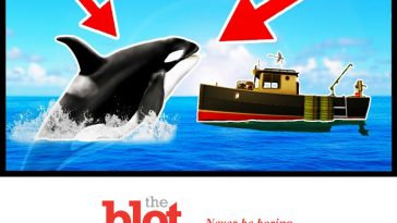 Orcas! Pod Near Spain Attacking, Ramming Local Boats