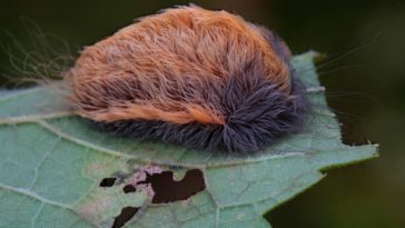Hairy, Poisonous Puss Caterpillars That Will Make You Vomit Invade VA