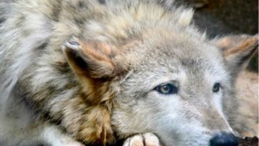 ELECTION! Colorado Voters Choose to Bring Back Grey Wolves