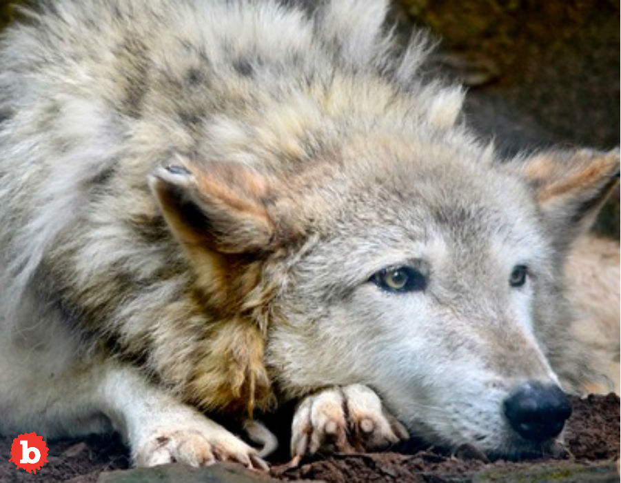 ELECTION! Colorado Voters Choose to Bring Back Grey Wolves