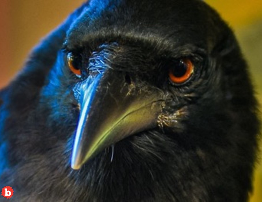 Hooligan Ravens Steal Food in Alaska Costco Parking Lot