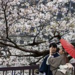 Japan Sees Earliest Cherry Blossoms in Over 1,200 Years, Global Warming