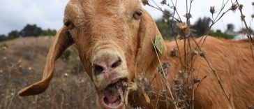 Firefighting Goats Help Keep Reagan Presidential Library Safe Every Year