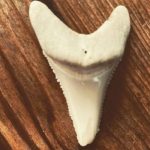 Surfer Who Lost Leg to Great White Finally Allowed Shar Tooth Souvenir