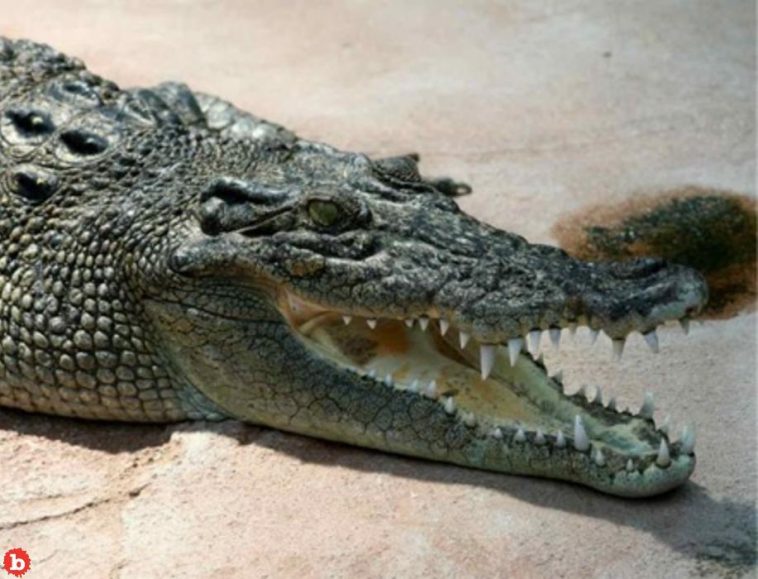 Teen Survives Insane Crocodile Attack on Puerto Vallarta Beach