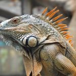 Former DuPont President Trained Attack Iguanas to Kill on Command