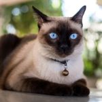 Amazing Discovery! Siamese Cats Coloration Map Out Their Heat Signatures