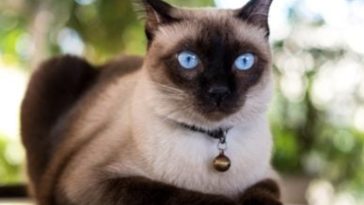Amazing Discovery! Siamese Cats Coloration Map Out Their Heat Signatures