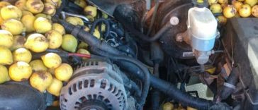 Squirrel Hides 42 Gallons of Walnuts in Man’s Pickup Truck