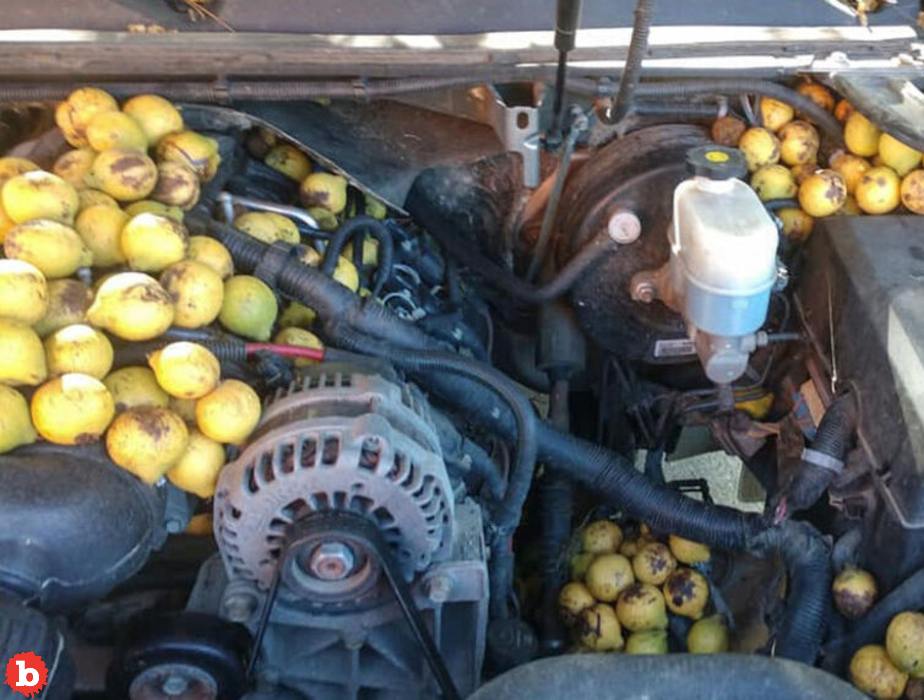 Squirrel Hides 42 Gallons of Walnuts in Man’s Pickup Truck