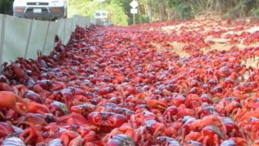 Christmas Island’s Bad Case of the Crabs, With Seasonal Road Closures