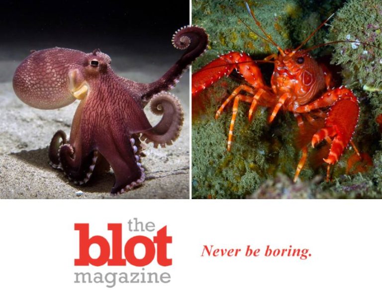 England Declares Octupi, Crabs and Lobsters to Be Sentient Beings