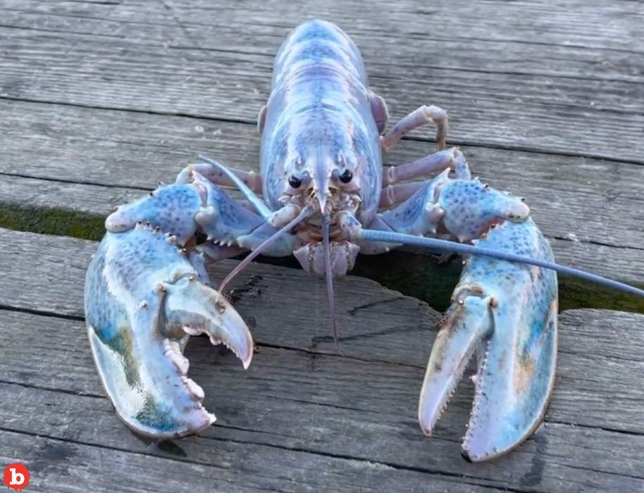 Maine Fisherman Catches Cotton Candy, Lobster, 1 in 100 Million Find