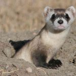 Colorado Man Finds Incredibly Rare Black-Footed Ferret in His Garage