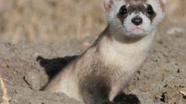 Colorado Man Finds Incredibly Rare Black-Footed Ferret in His Garage