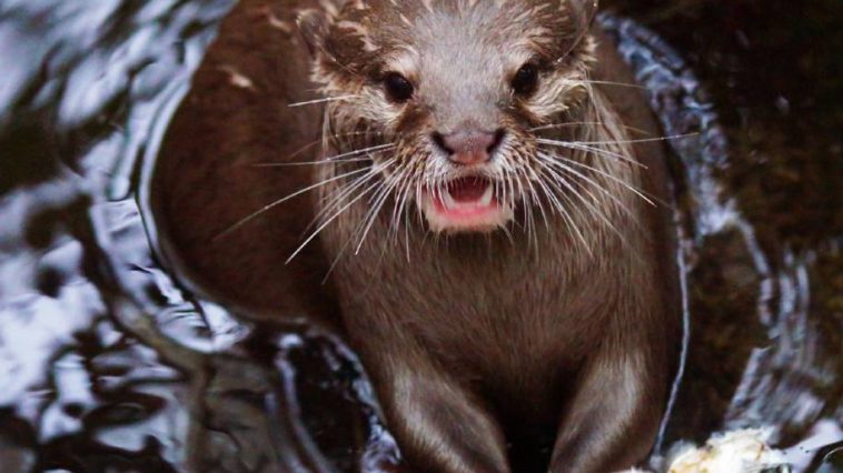 Mob of Otters Nearly Kill English Man in Singapore Botanical Gardens