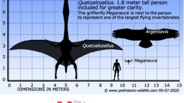 Pterosaur Quetzalcoatlus Maybe Largest Creature To Every Fly