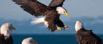 American Bald Eagles Are Suffering From Lead Poisoning