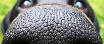 Smart Dog Lover Makes App For Dog Nose Biometrics