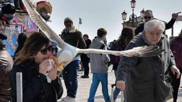 Hotels in Venice Hand Out Water Guns Because of Crazy Seagull Problem