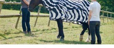 Real Reason Zebras Have Stripes Is To Stop Biting Flies?