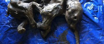Gold Miner in Canada Finds Mummified Baby Woolly Mammoth