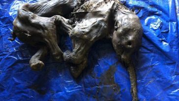 Gold Miner in Canada Finds Mummified Baby Woolly Mammoth
