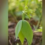 Amateur Naturalist Discovers Rare Orchid Extinct For 120 Years