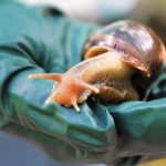 Giant African Land Snail Forces Florida County Into Quarantine