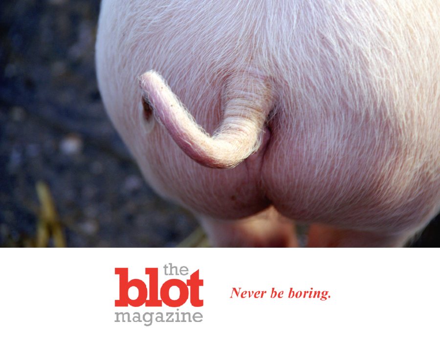 Pigs Can Breathe Thru Their Butts, And Maybe You Can, Too?