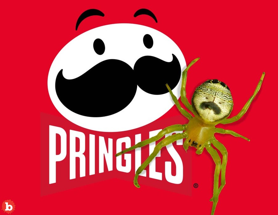 Pringles Wants to Rename Kidney Garden Spider, Because Obviously