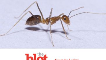 Yellow Crazy Ants Cause Havoc in Tamil Villages, India