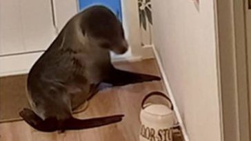 Young Seal Enters Home Thru Pet Flap, Rousts Family Cat